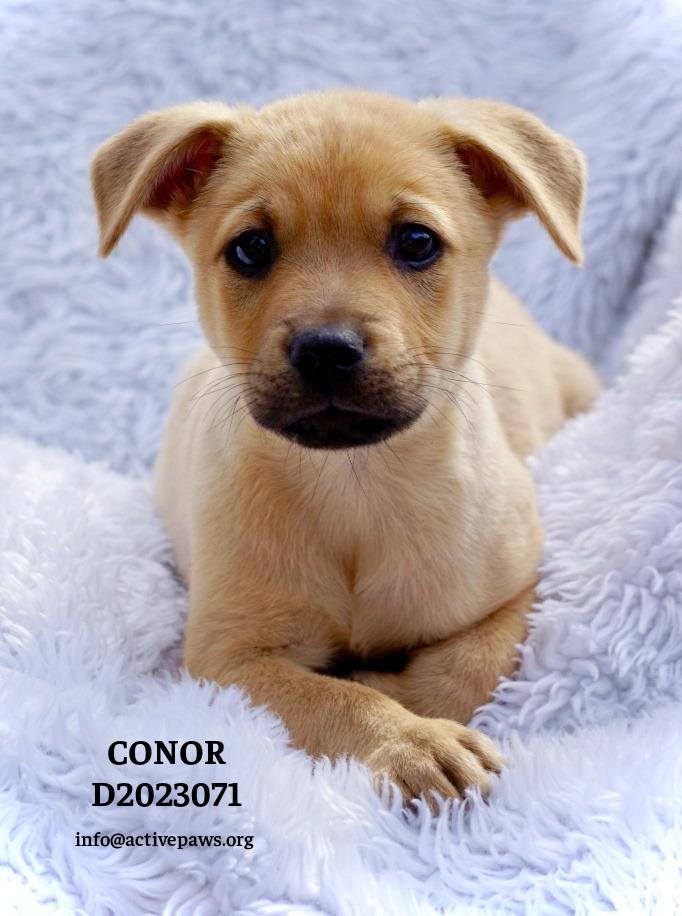 Enlarge Conor, a Adoptable mixed breed in CONROE, TX image 3/6
