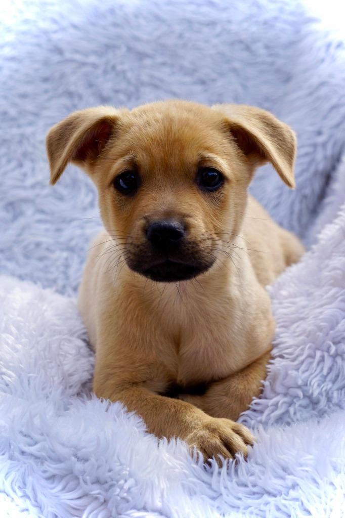 Enlarge Conor, a Adoptable mixed breed in CONROE, TX image 4/6