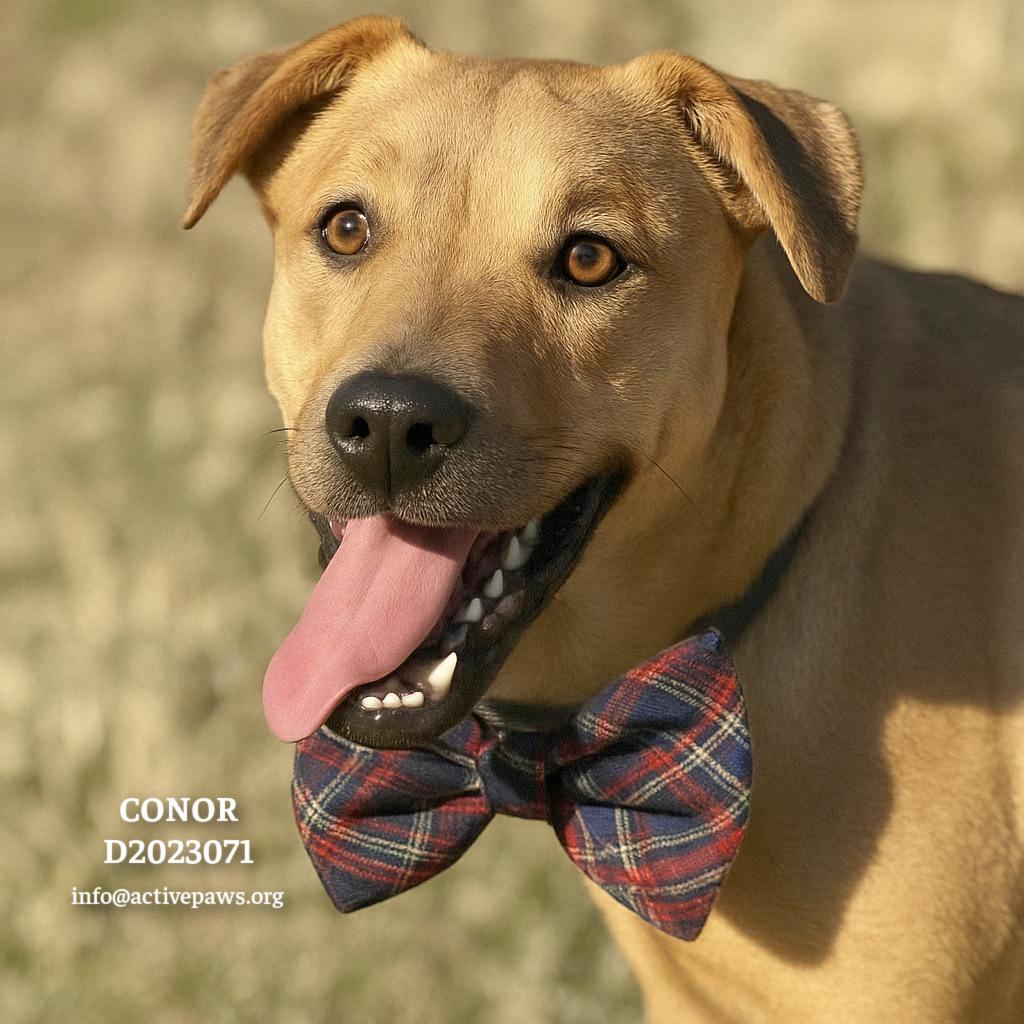 Enlarge Conor, a Adoptable mixed breed in CONROE, TX image 5/6