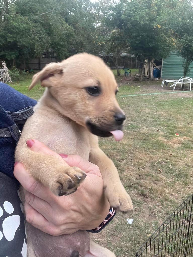 Enlarge Conor, a Adoptable mixed breed in CONROE, TX image 6/6