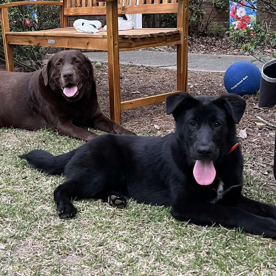 Enlarge Fozzie, an adopted mixed breed in Helena, AL image 5/6