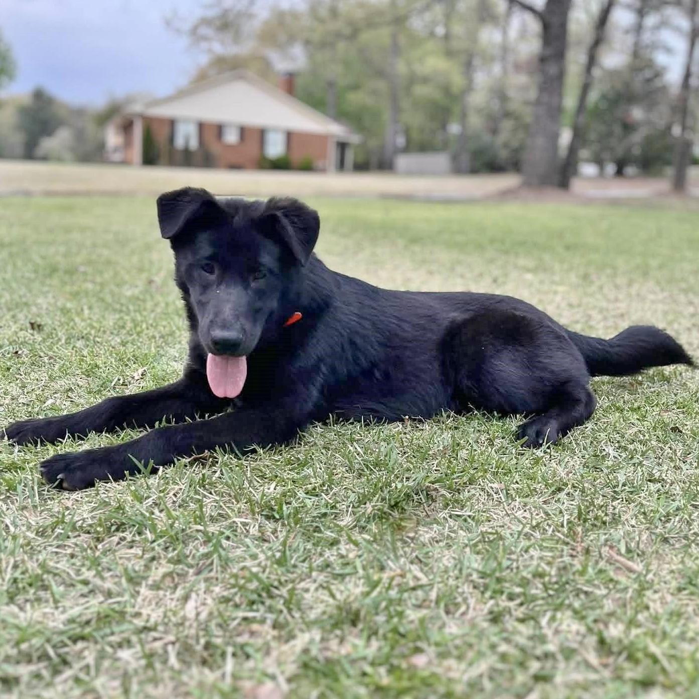 Enlarge Fozzie, an adopted mixed breed in Helena, AL image 6/6