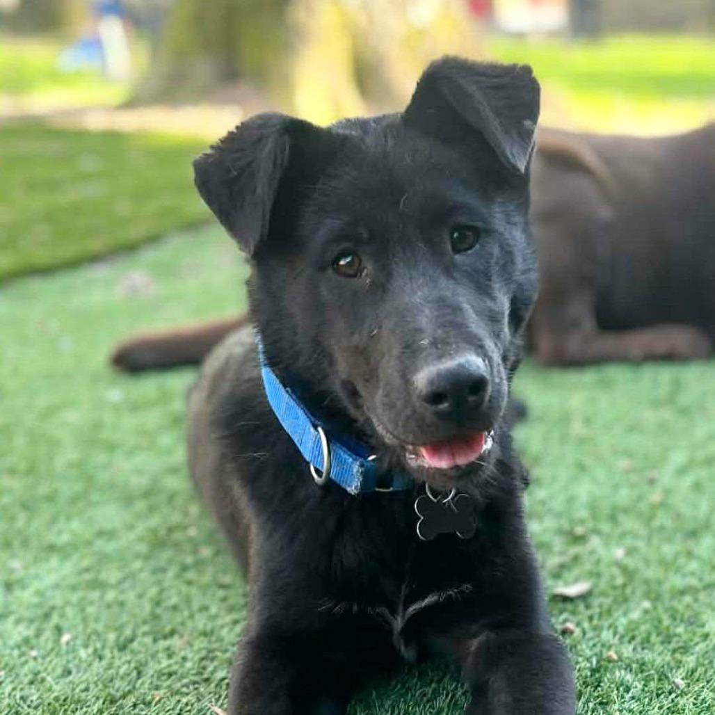 Fozzie, adopted, Puppy Male German Shepherd Dog.