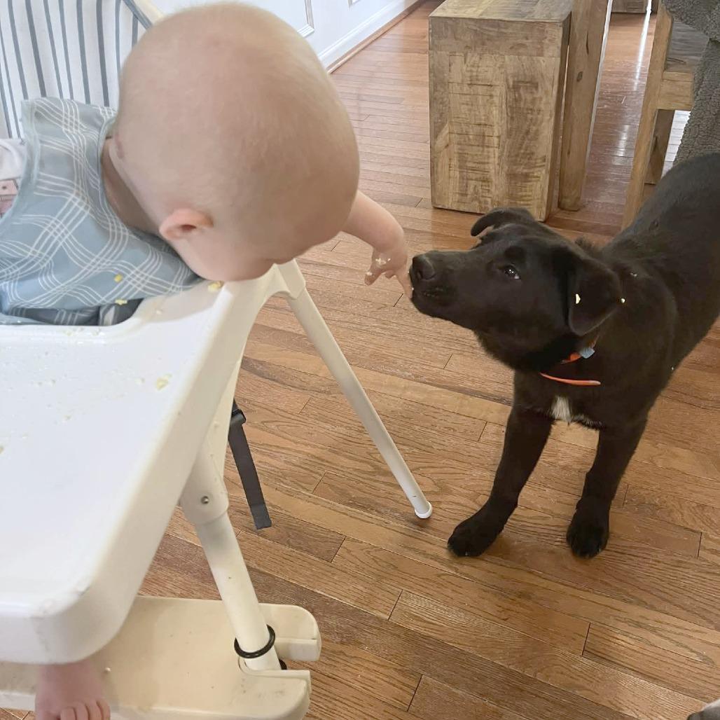 Enlarge Fozzie, an adopted mixed breed in Helena, AL image 4/6