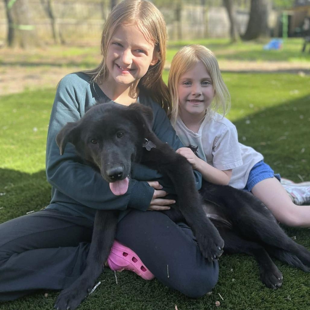 Enlarge Fozzie, an adopted mixed breed in Helena, AL image 2/6