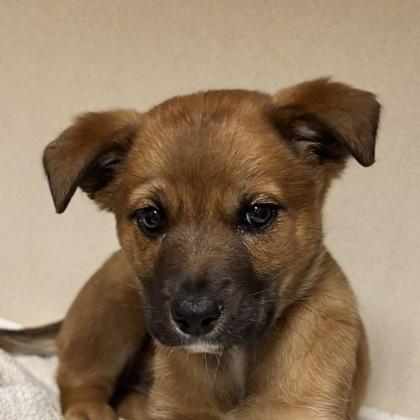 Angel, a Adoptable mixed breed in San Francisco, CA image 1/2