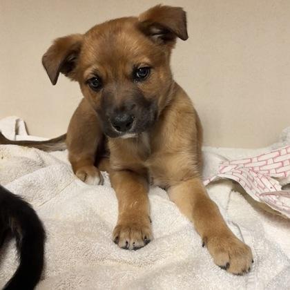 Angel, a Adoptable mixed breed in San Francisco, CA image 2/2