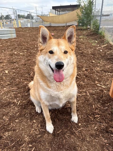 Enlarge CHULA, a Adoptable mixed breed in Denver, CO image 1/1