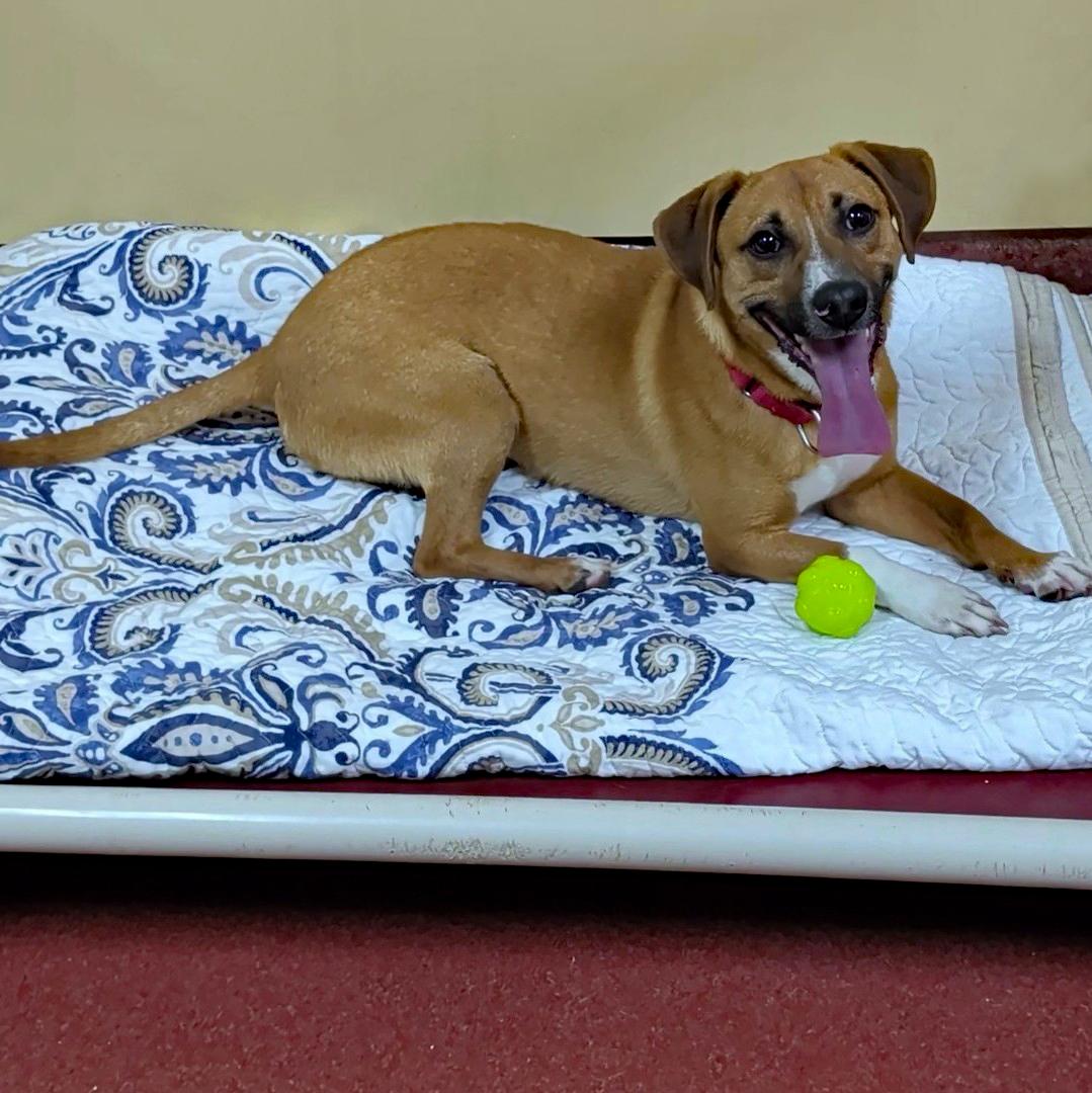 French Fry, a ADOPTABLE mixed breed in Accident, MD image 6/6