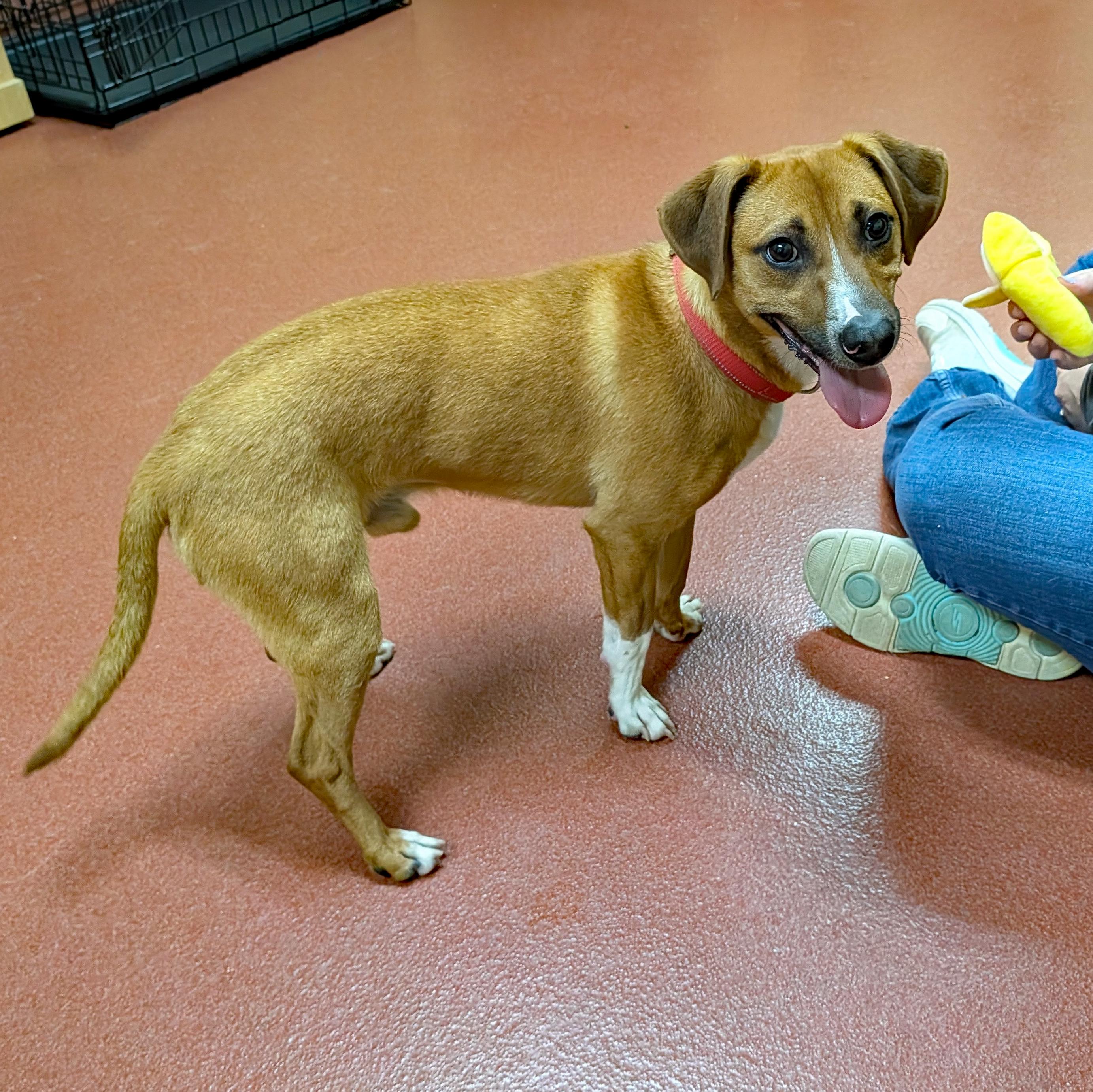 French Fry, ADOPTABLE, Adult Male Beagle & Dachshund.