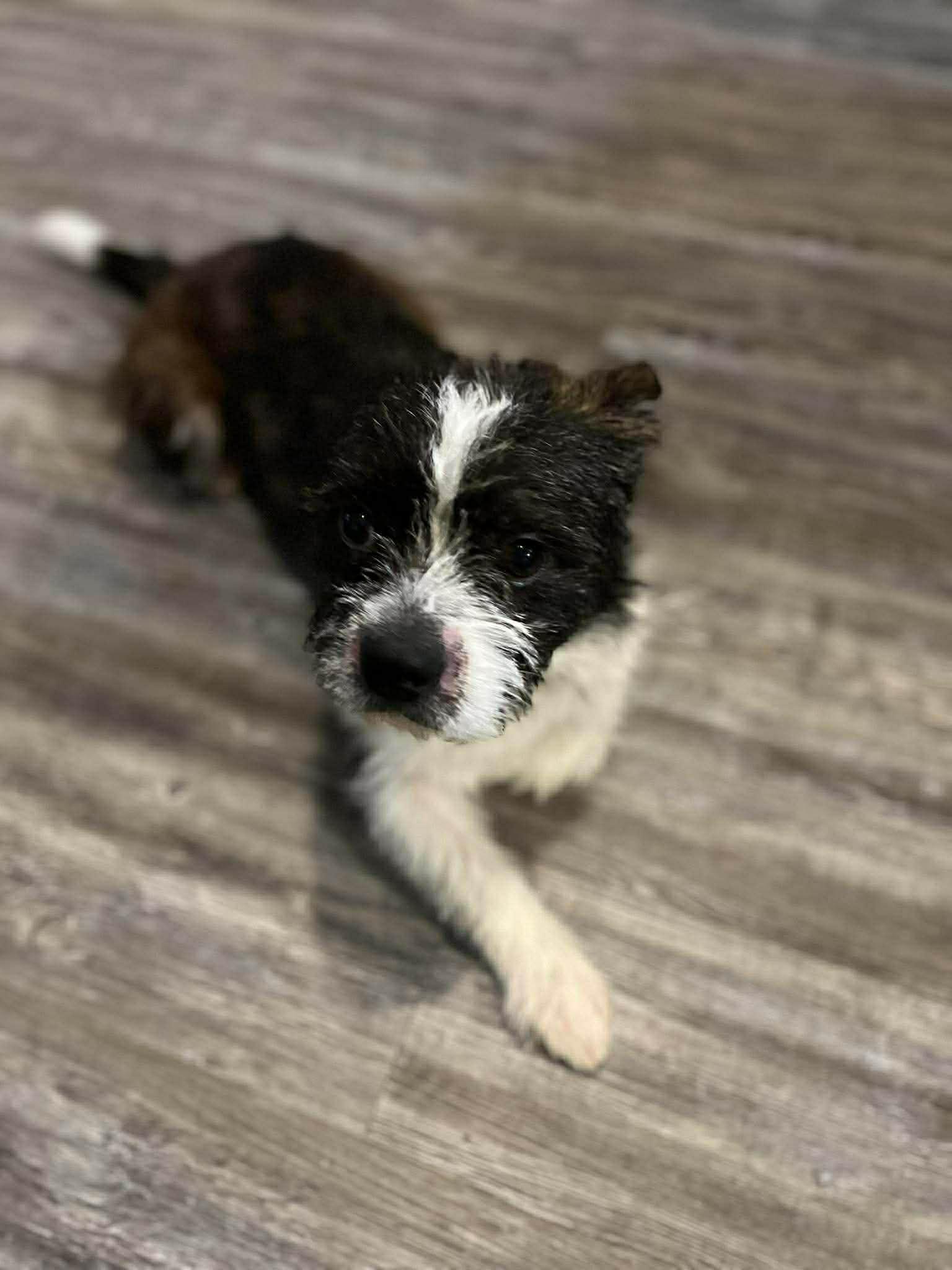 Enlarge Diesel, an adopted mixed breed in Elkhorn, WI image 4/5