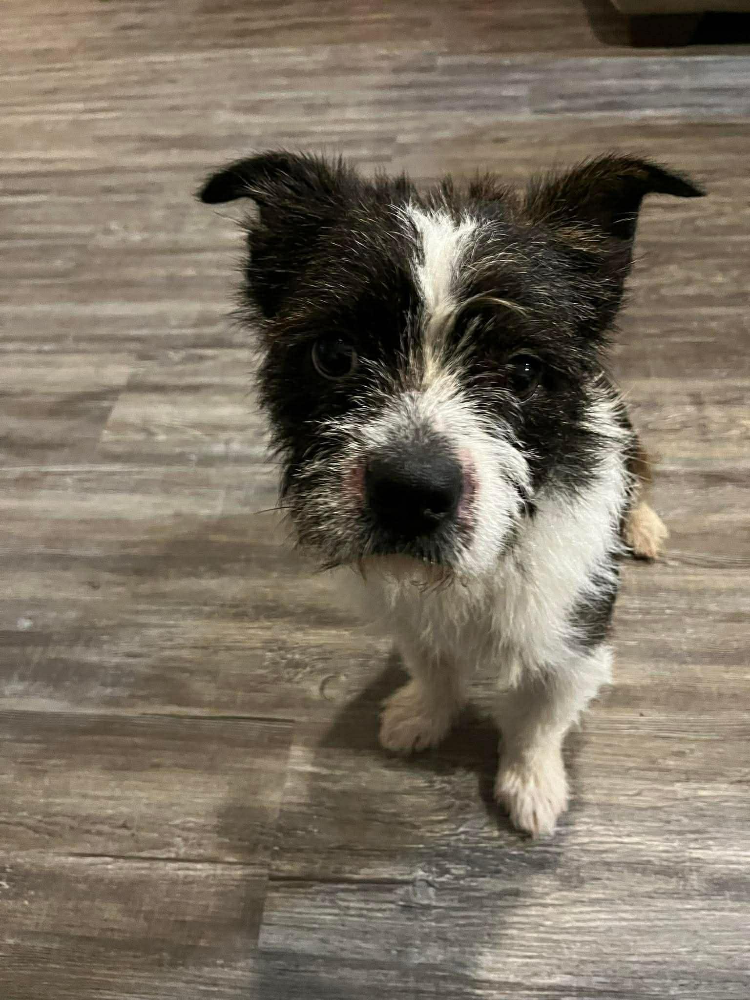 Enlarge Diesel, an adopted mixed breed in Elkhorn, WI image 3/5