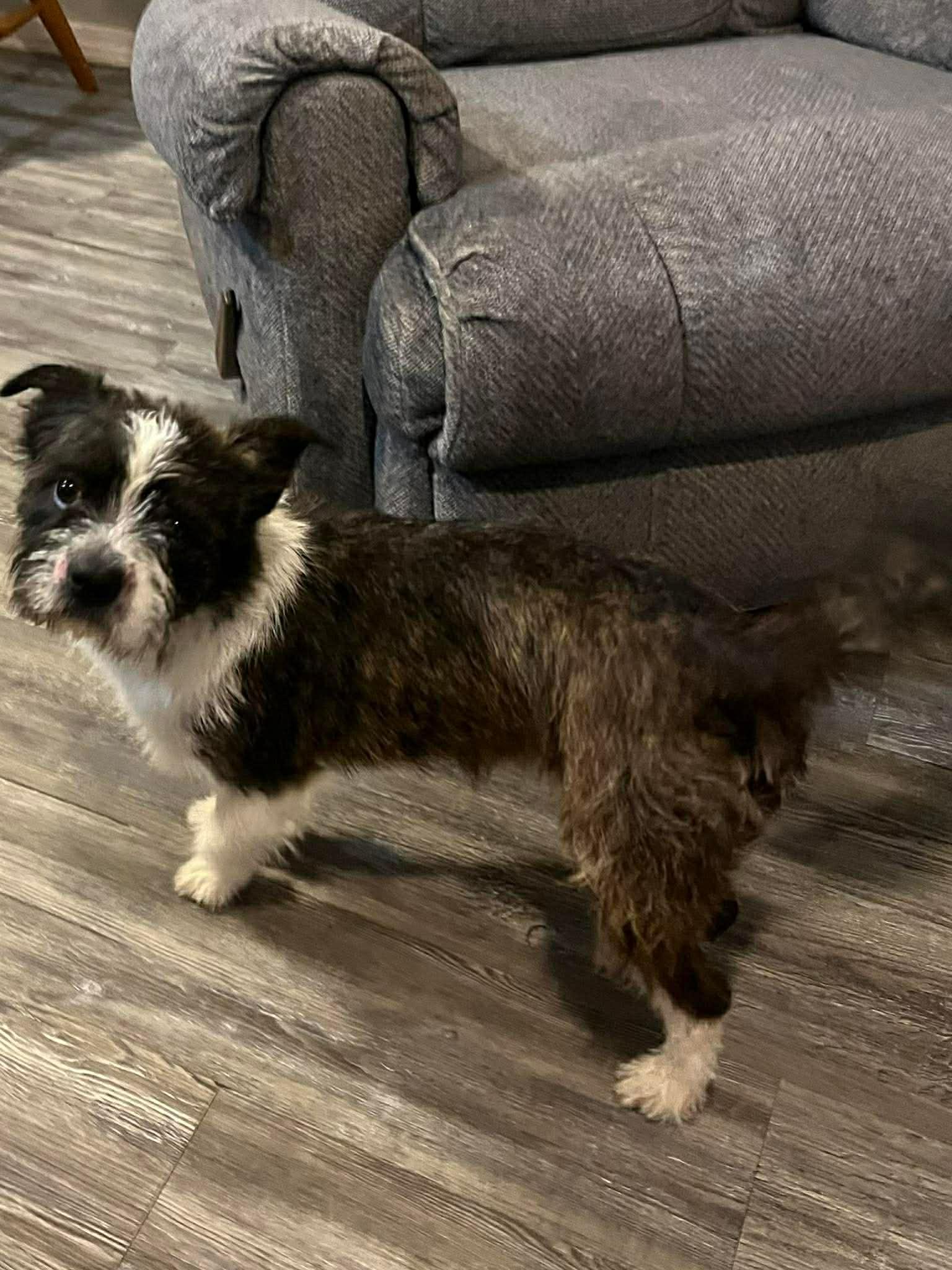 Enlarge Diesel, an adopted mixed breed in Elkhorn, WI image 5/5