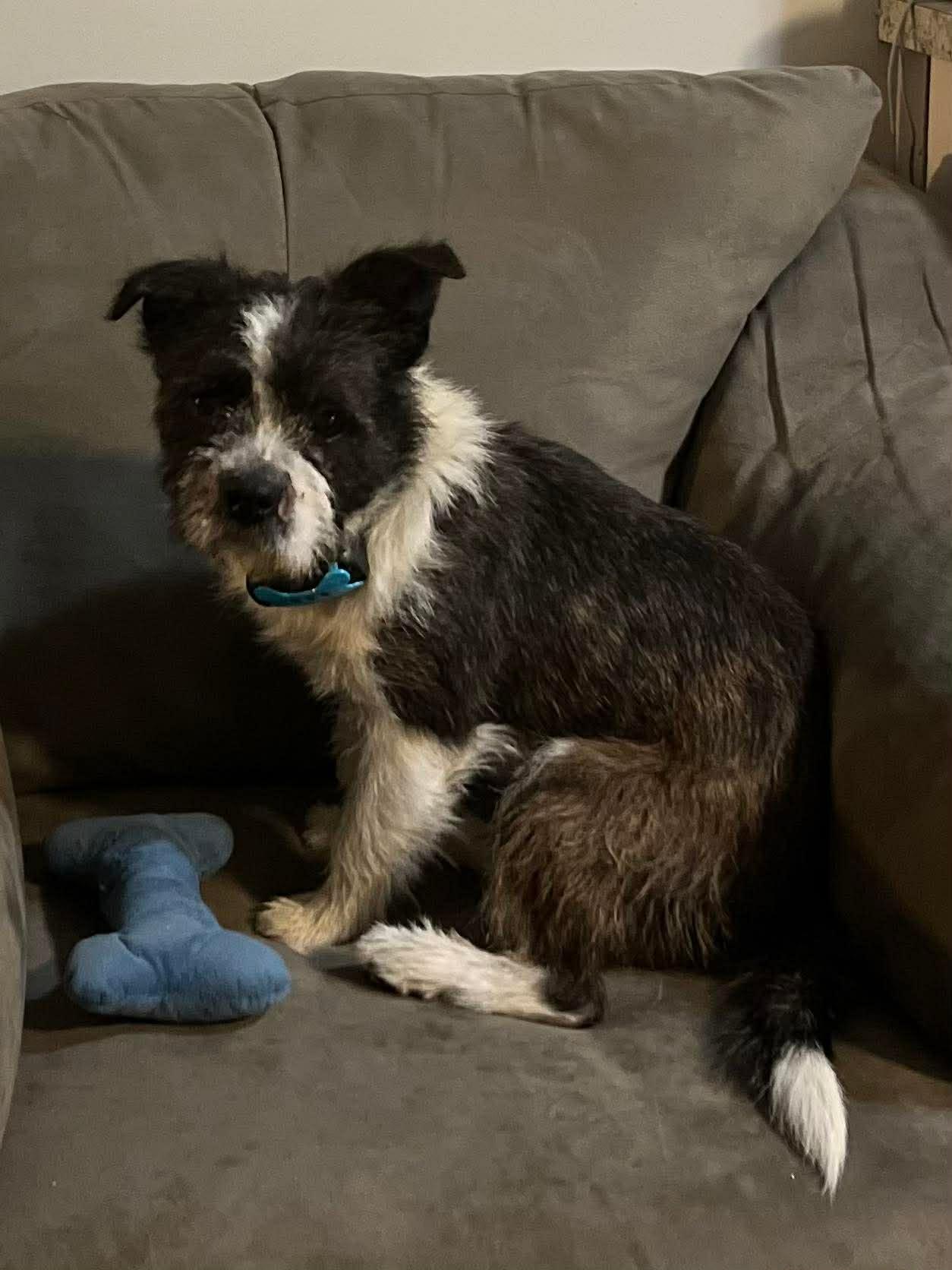 Enlarge Diesel, an adopted mixed breed in Elkhorn, WI image 2/5