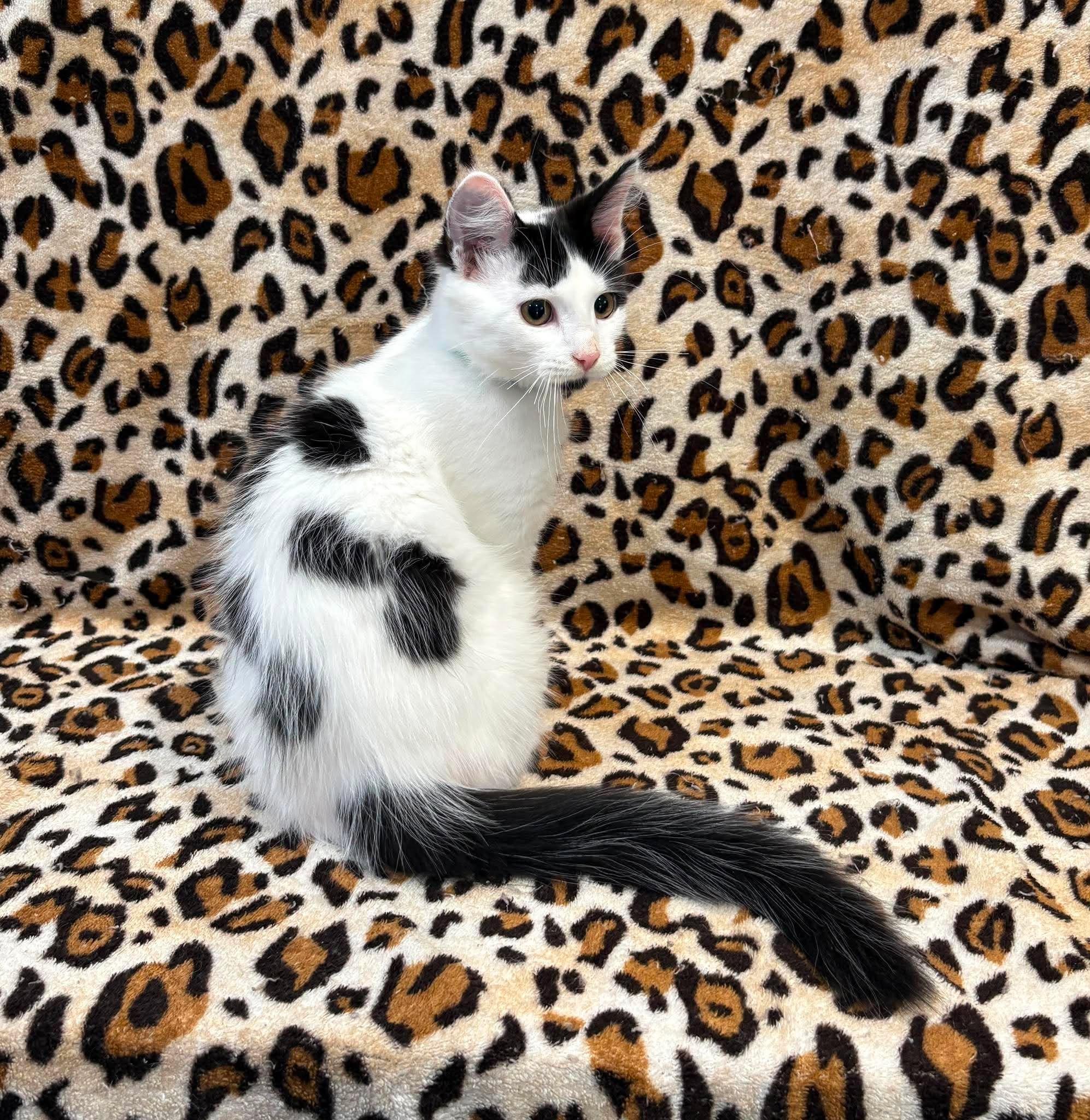 Enlarge ICE CAPP, an adopted Domestic Medium Hair in Tillsonburg, ON image 2/3