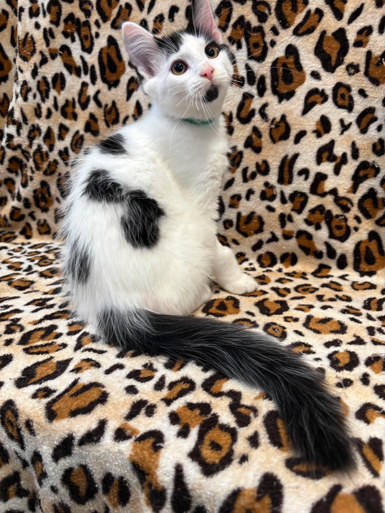 Enlarge ICE CAPP, an adopted Domestic Medium Hair in Tillsonburg, ON image 1/3