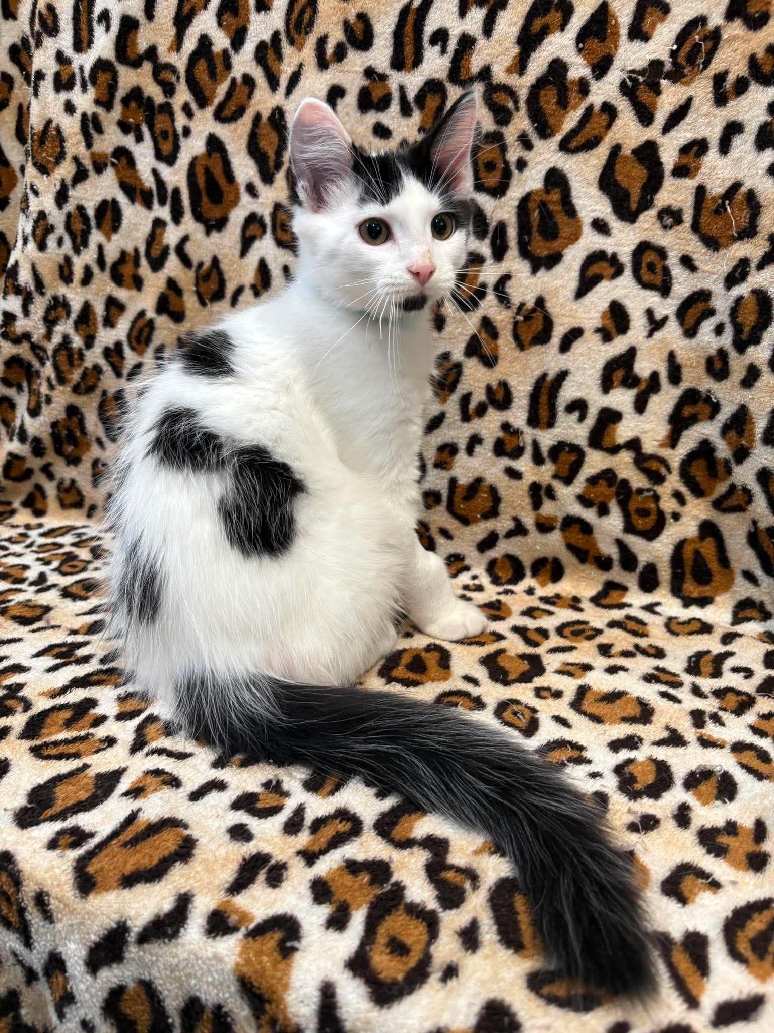 Enlarge ICE CAPP, an adopted Domestic Medium Hair in Tillsonburg, ON image 3/3