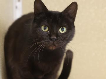 Enlarge Panther, a Adoptable Domestic Short Hair in Virginia Beach, VA image 1/1