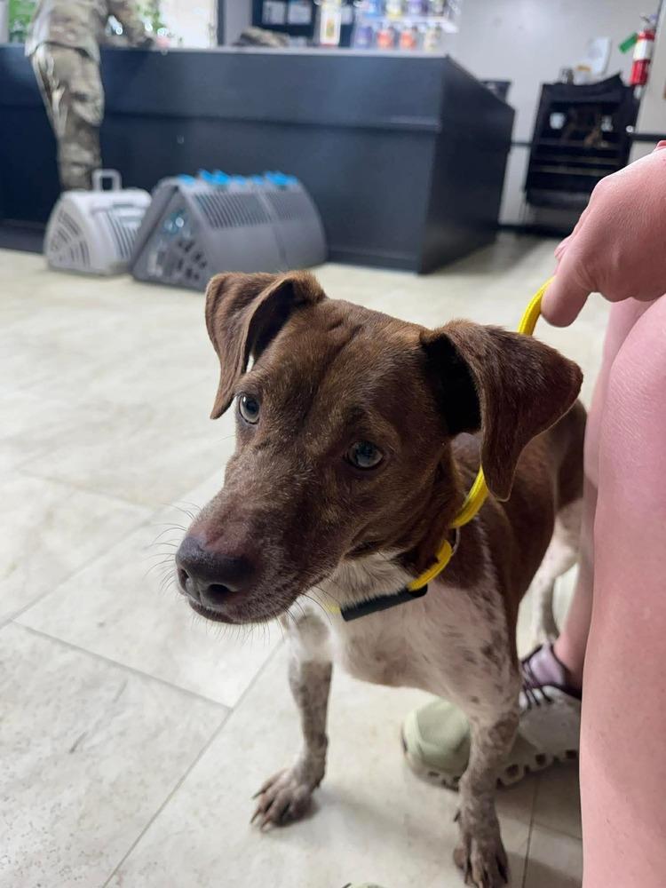 Enlarge Cinnamon, a Adopted mixed breed in Syracuse, NY image 1/6