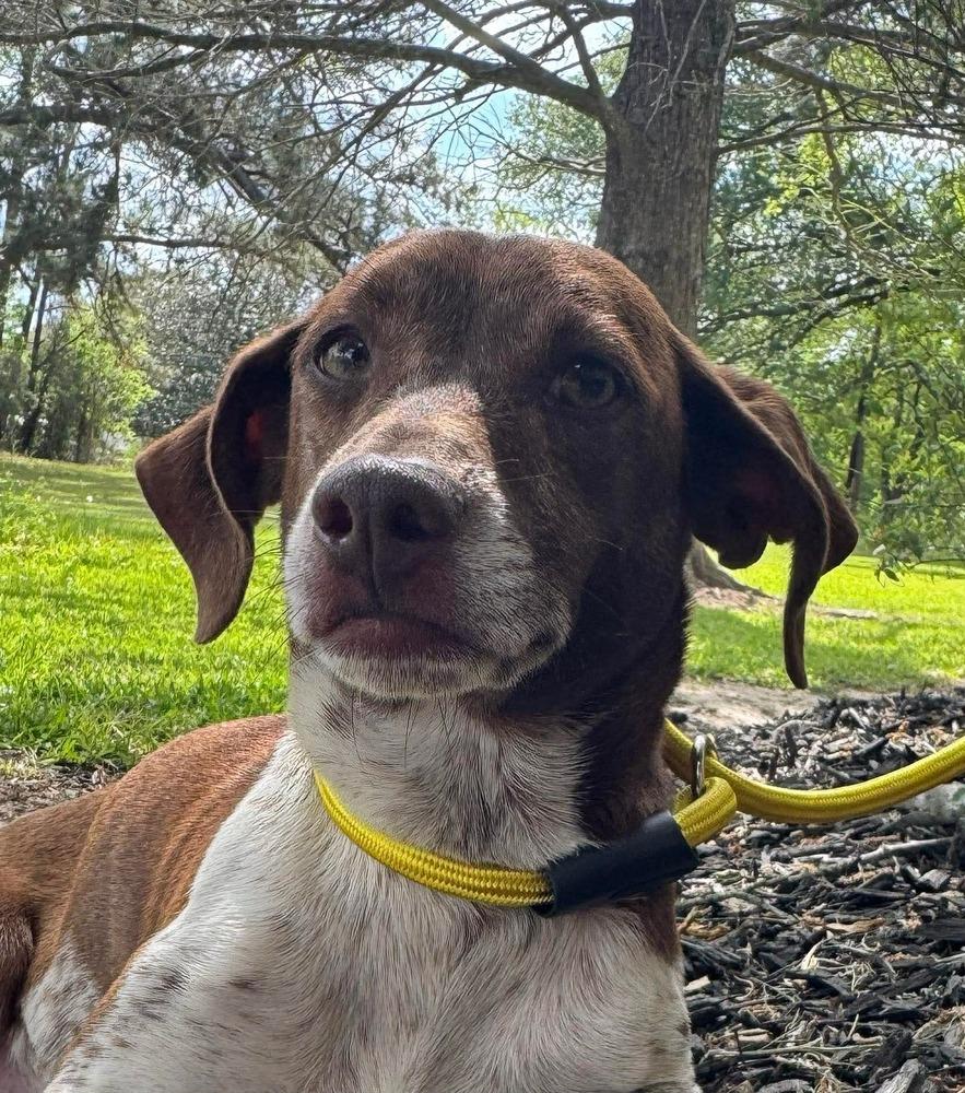 Enlarge Cinnamon, a Adopted mixed breed in Syracuse, NY image 2/6