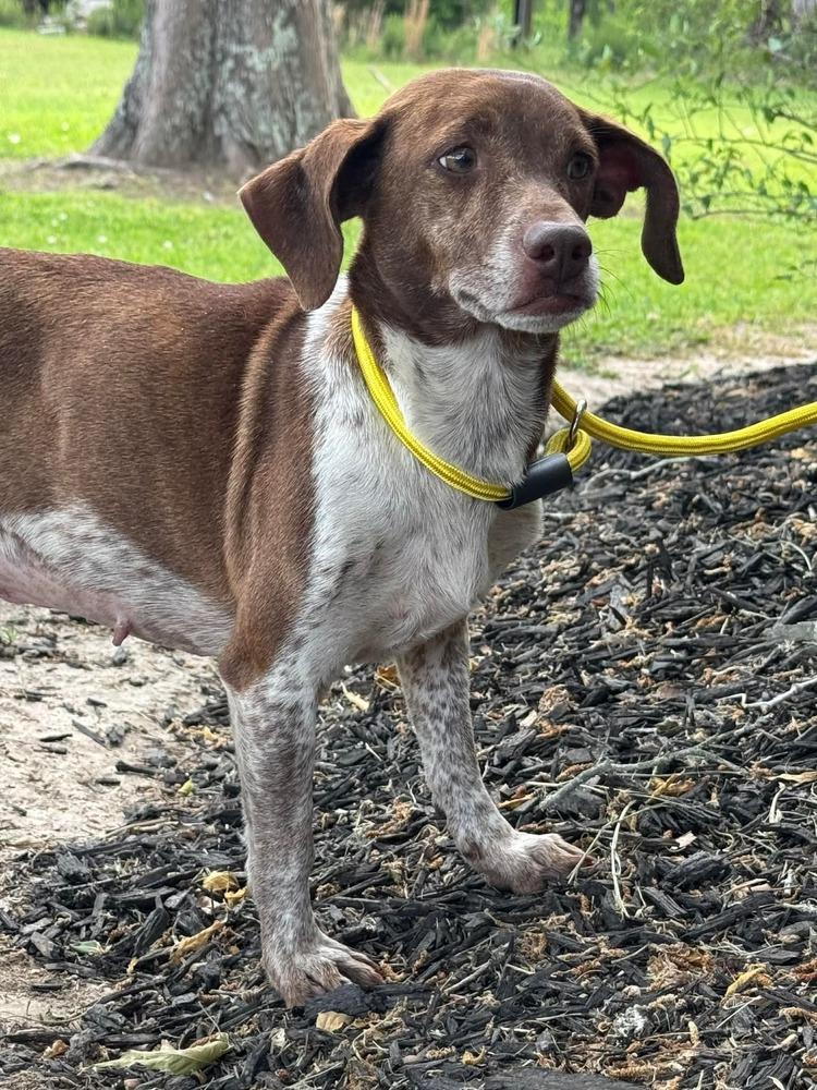 Enlarge Cinnamon, a Adopted mixed breed in Syracuse, NY image 3/6