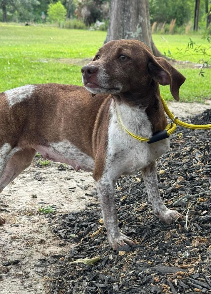 Enlarge Cinnamon, a Adopted mixed breed in Syracuse, NY image 4/6