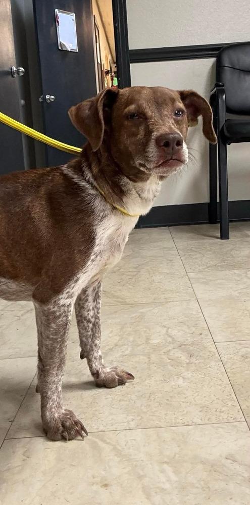 Enlarge Cinnamon, a Adopted mixed breed in Syracuse, NY image 5/6