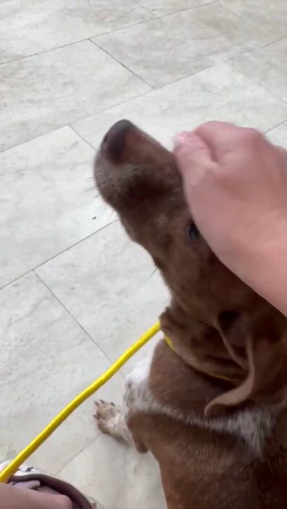 Enlarge Cinnamon, a Adopted mixed breed in Syracuse, NY video 6/6