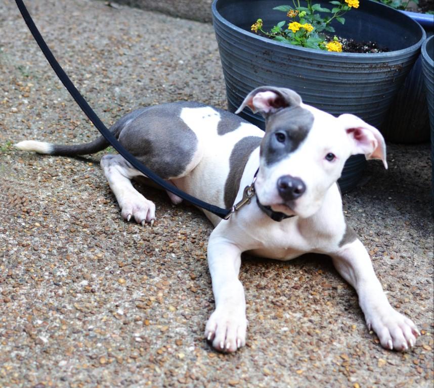 Enlarge Milo, a Adoptable mixed breed in White Plains, NY image 2/4