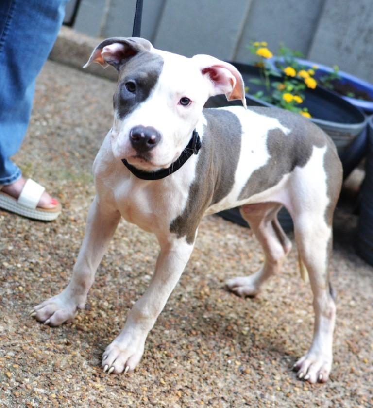 Enlarge Milo, a Adoptable mixed breed in White Plains, NY image 3/4