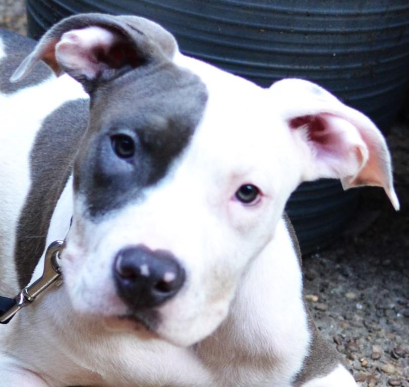 Milo, Adoptable, Puppy Male Pit Bull Terrier.