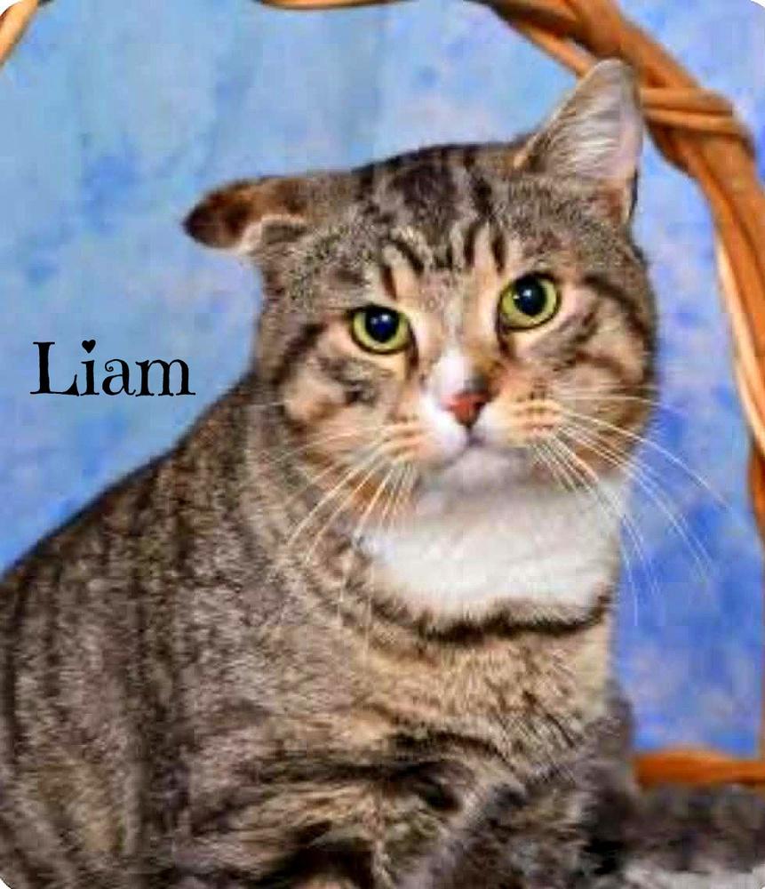 Liam, Adoptable, Adult Male Tabby.