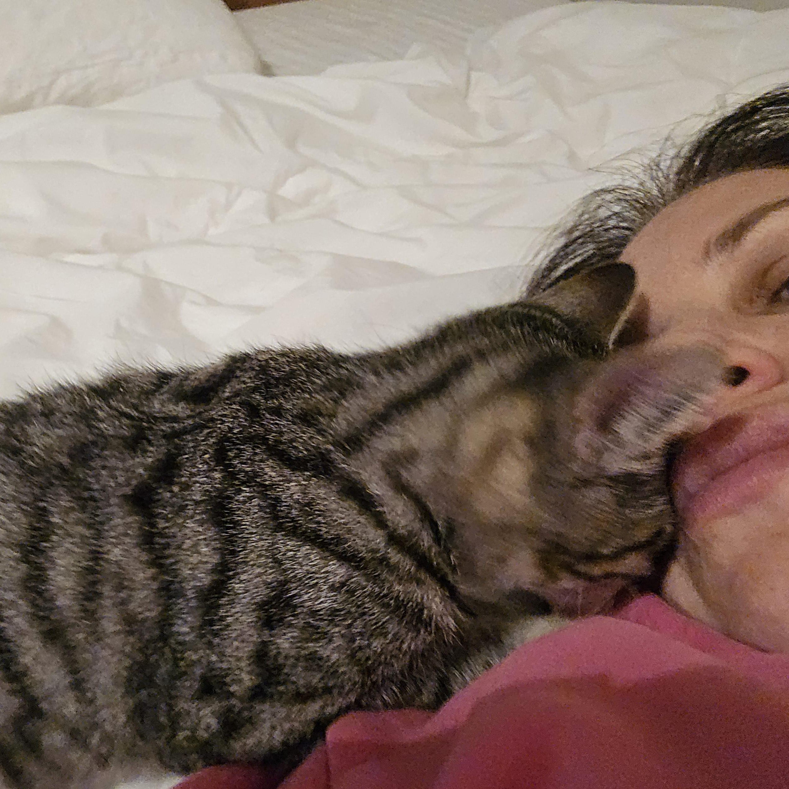 Enlarge Diesel, an adopted Tabby in Woodbridge, NJ image 1/4