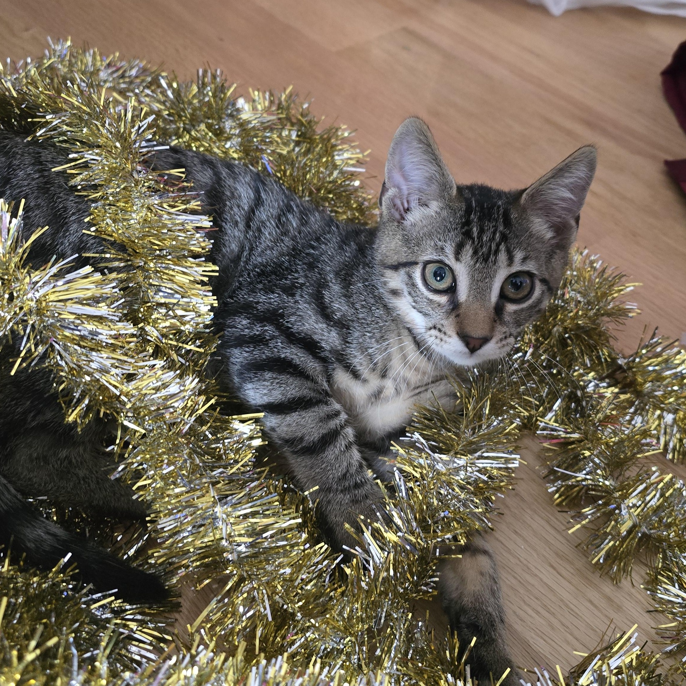 Enlarge Diesel, an adopted Tabby in Woodbridge, NJ image 3/4