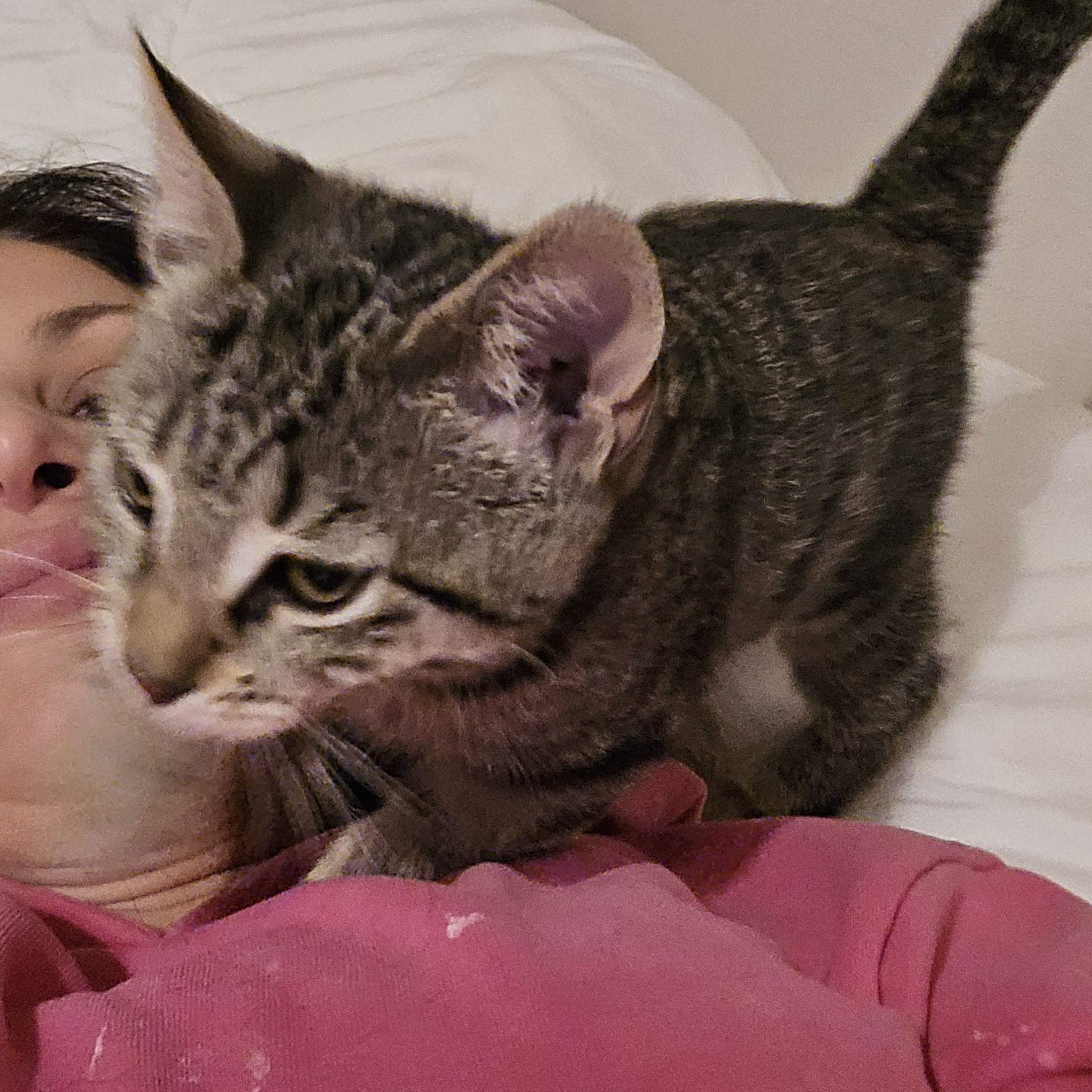 Enlarge Diesel, an adopted Tabby in Woodbridge, NJ image 4/4