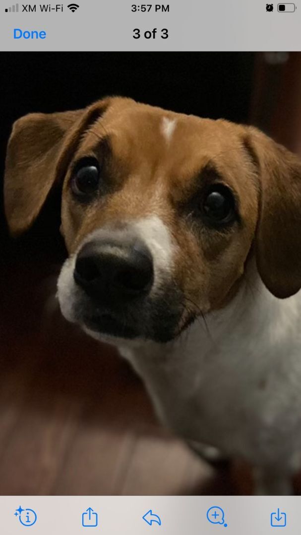 Enlarge Alice, a Adoptable mixed breed in Silver Spring, MD image 1/2