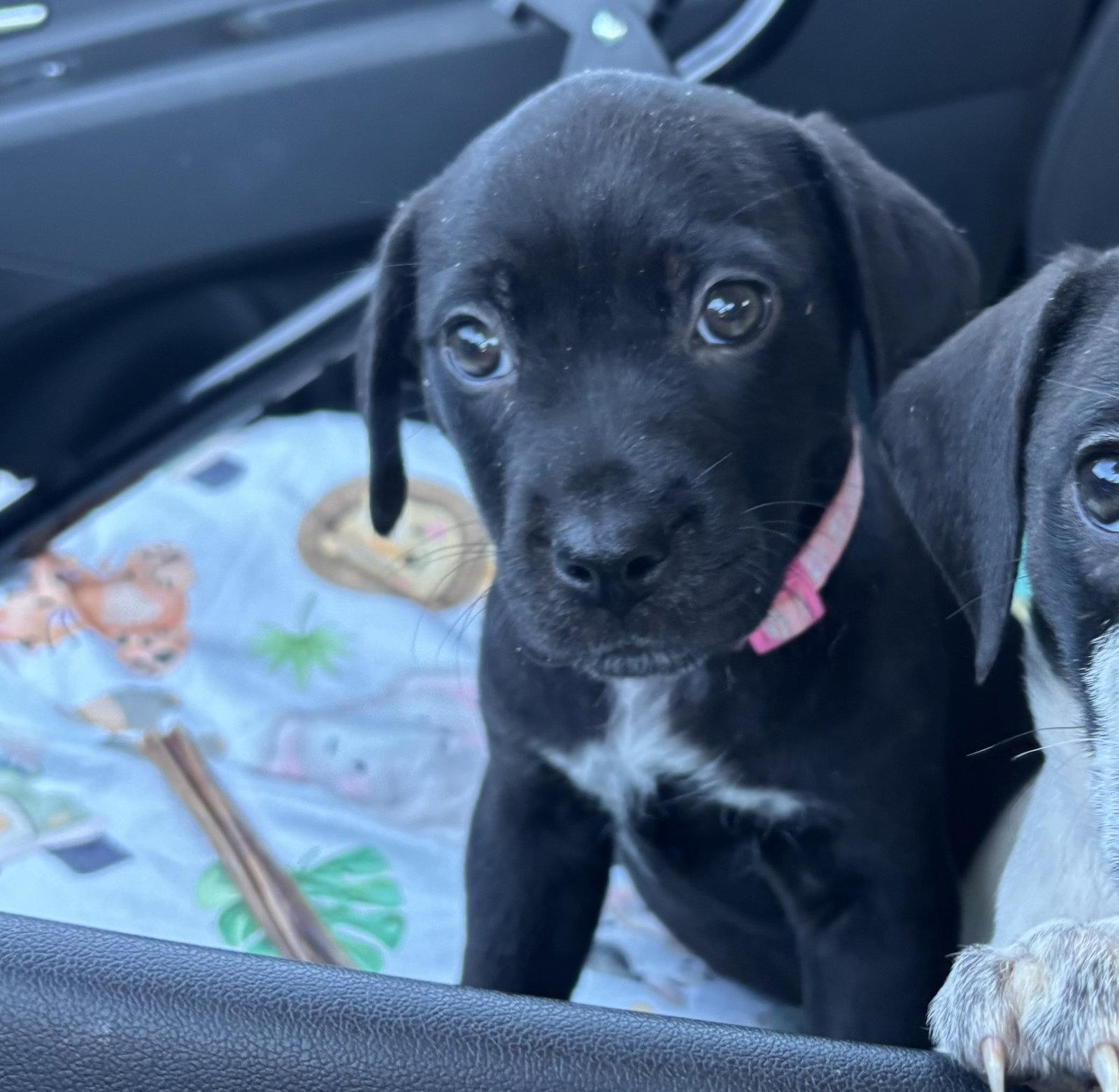 Flora, Adoptable, Puppy Female Beagle.