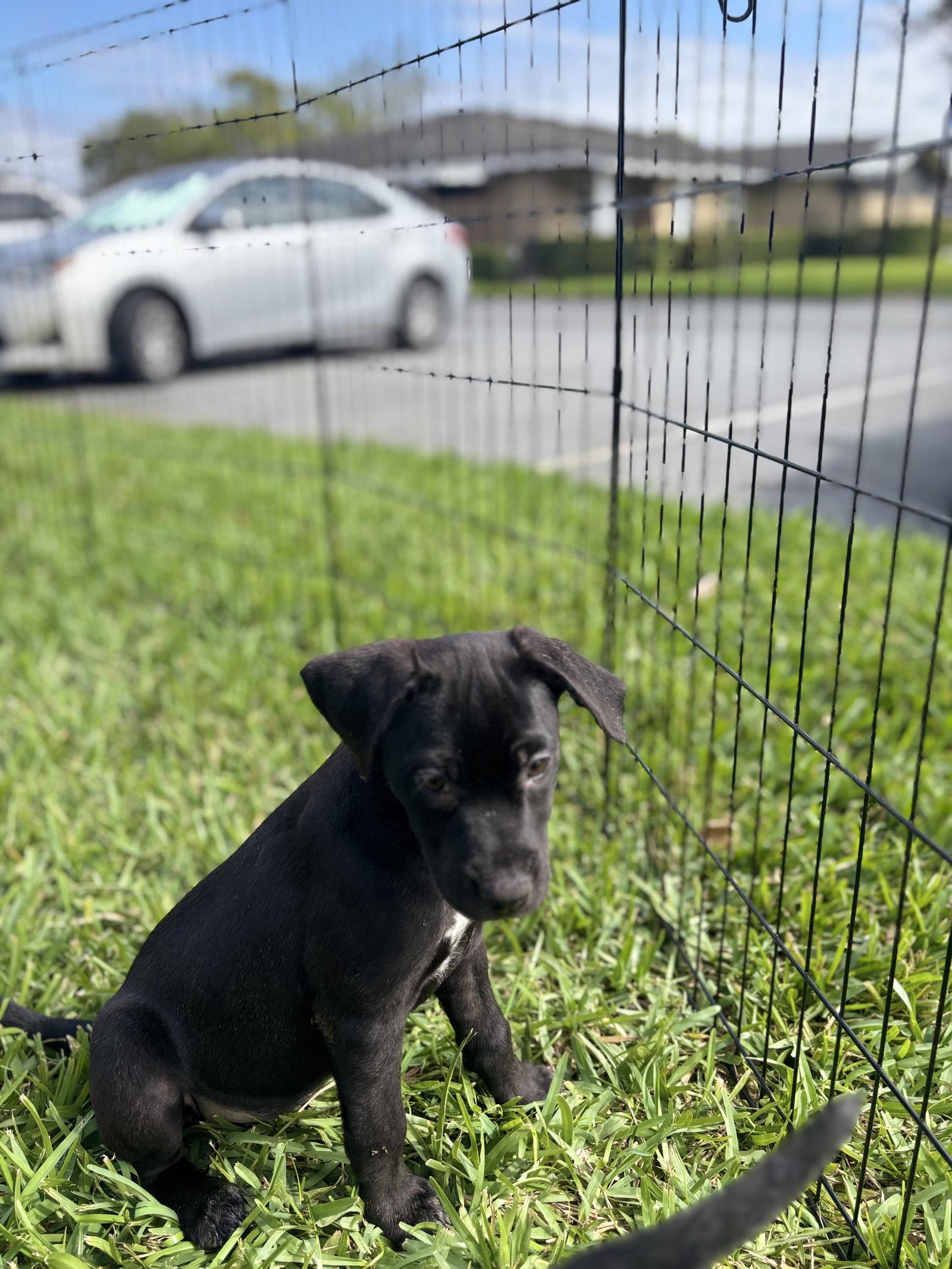 Enlarge Flora, a Adoptable Beagle in Sanford, FL image 2/3