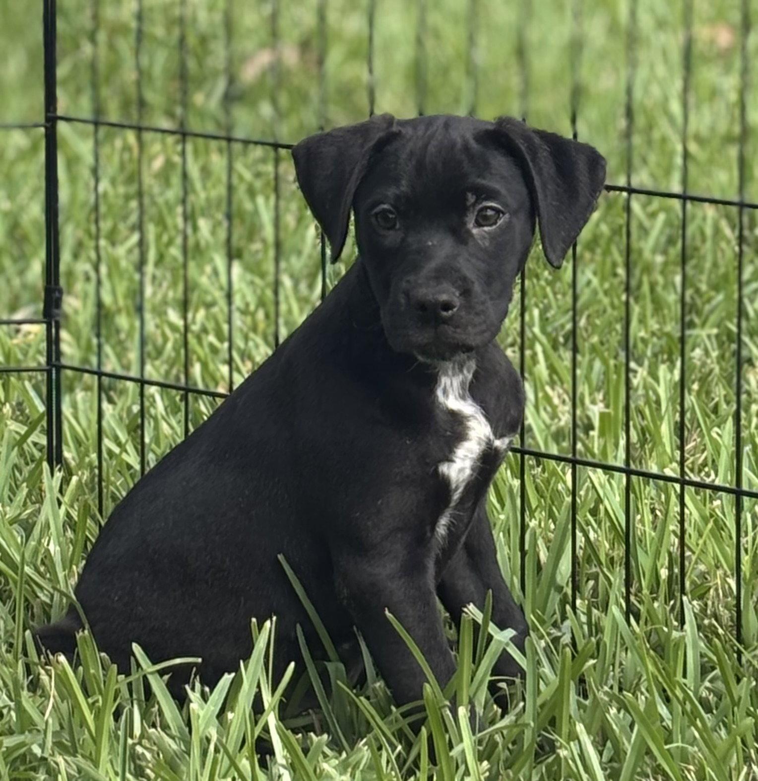 Enlarge Flora, a Adoptable Beagle in Sanford, FL image 3/3