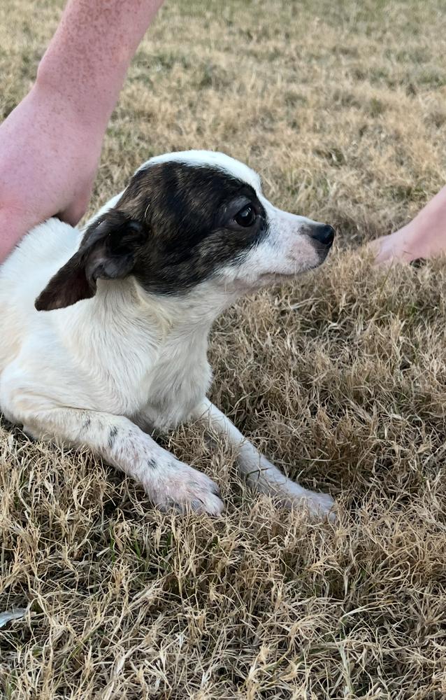 Enlarge Ava, a Adoptable mixed breed in Mesquite, TX image 1/2