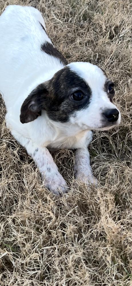 Enlarge Ava, a Adoptable mixed breed in Mesquite, TX image 2/2