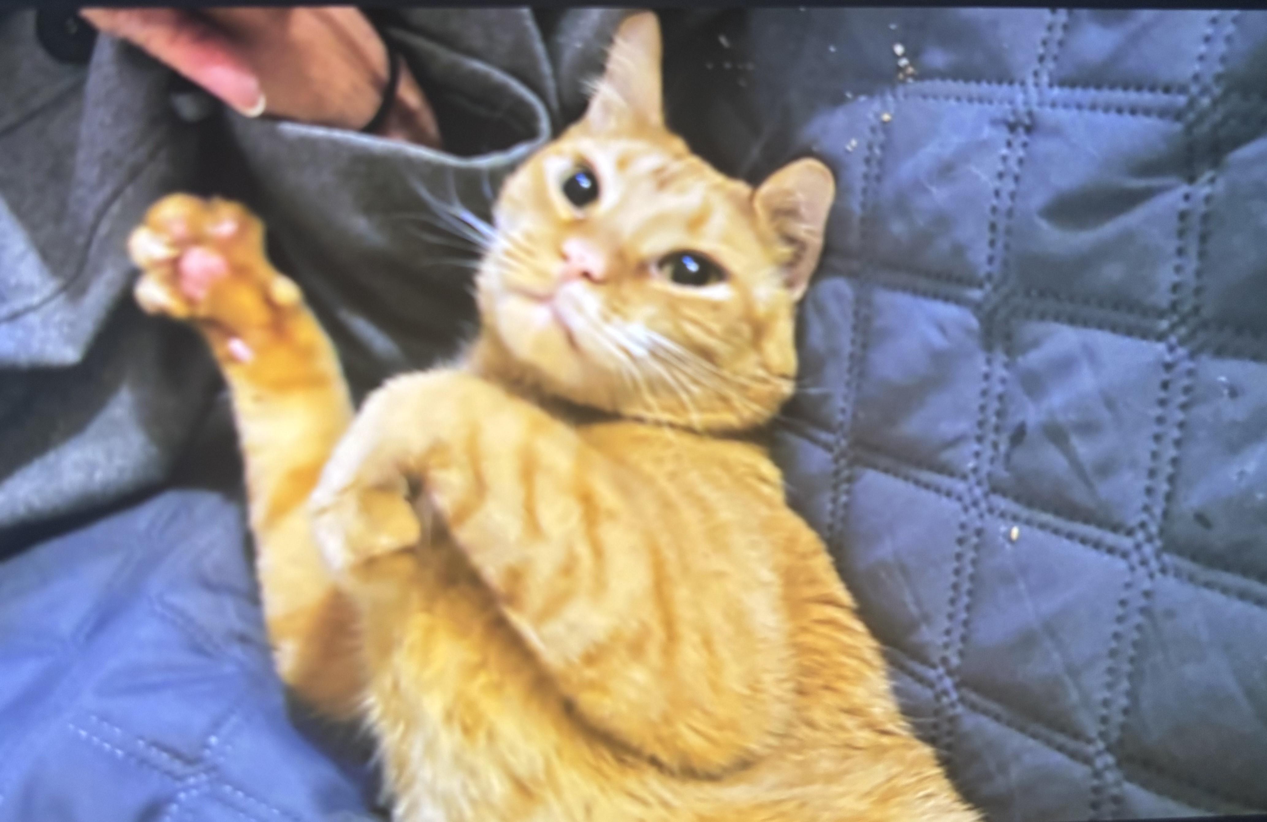 Enlarge Dylan, a ADOPTABLE Tabby in St. Louis, MO image 2/3