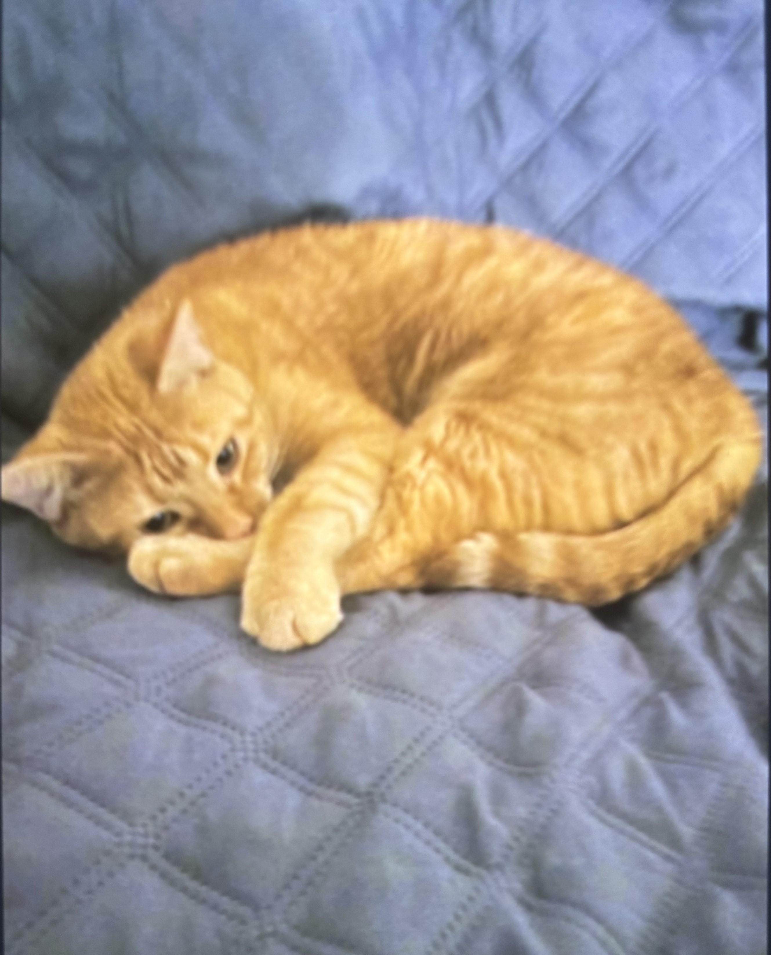 Enlarge Dylan, a ADOPTABLE Tabby in St. Louis, MO image 1/3