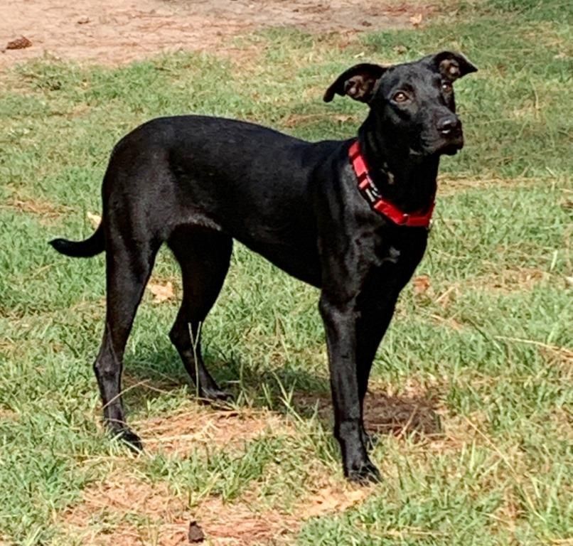 LAYLA, a Adoptable mixed breed image 4/7