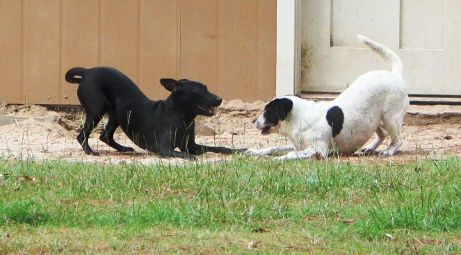 LAYLA, Adoptable, Young Female Black Labrador Retriever.