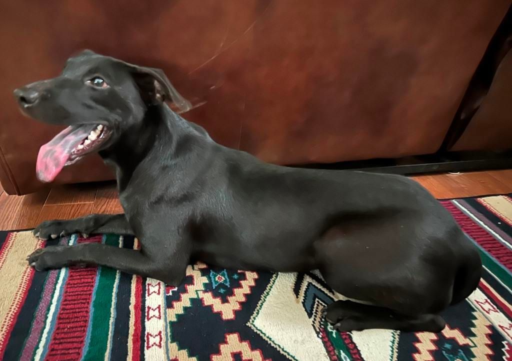 LAYLA, a Adoptable mixed breed image 5/7