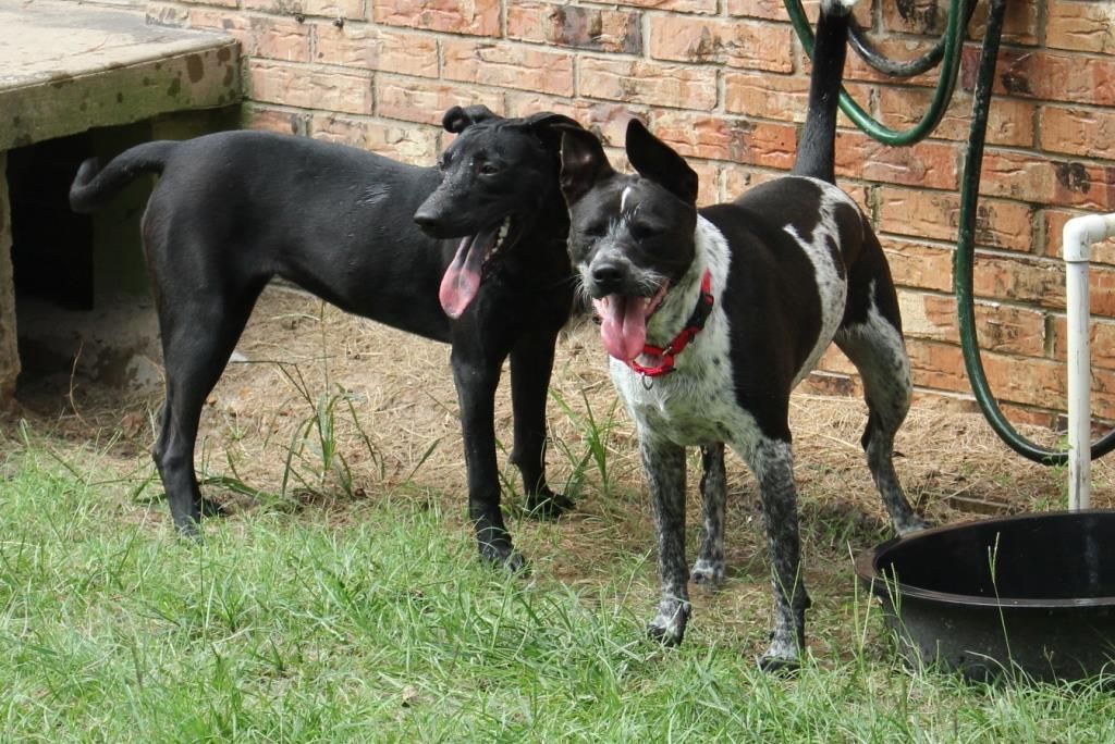 LAYLA, a Adoptable mixed breed image 6/7