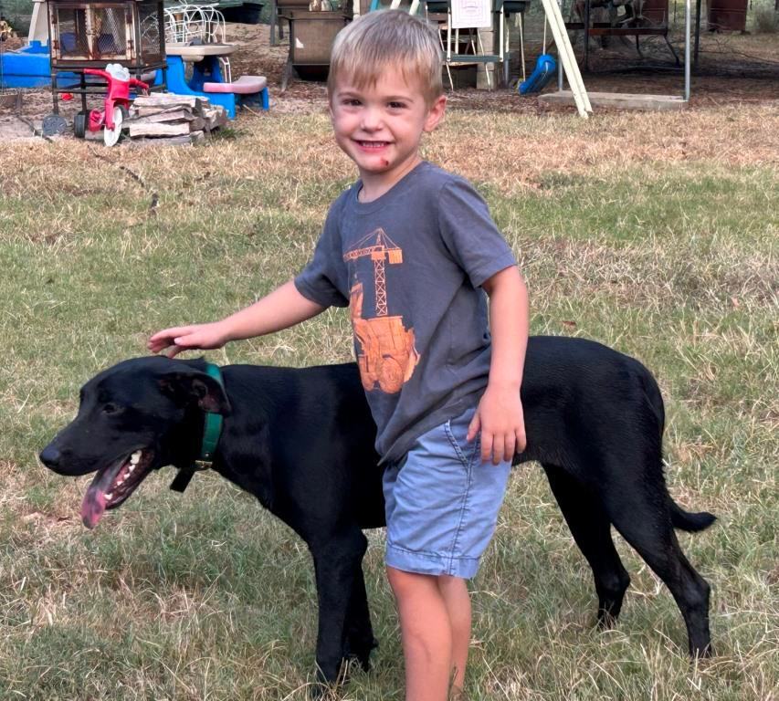 Enlarge LAYLA, a Adoptable mixed breed image 7/7