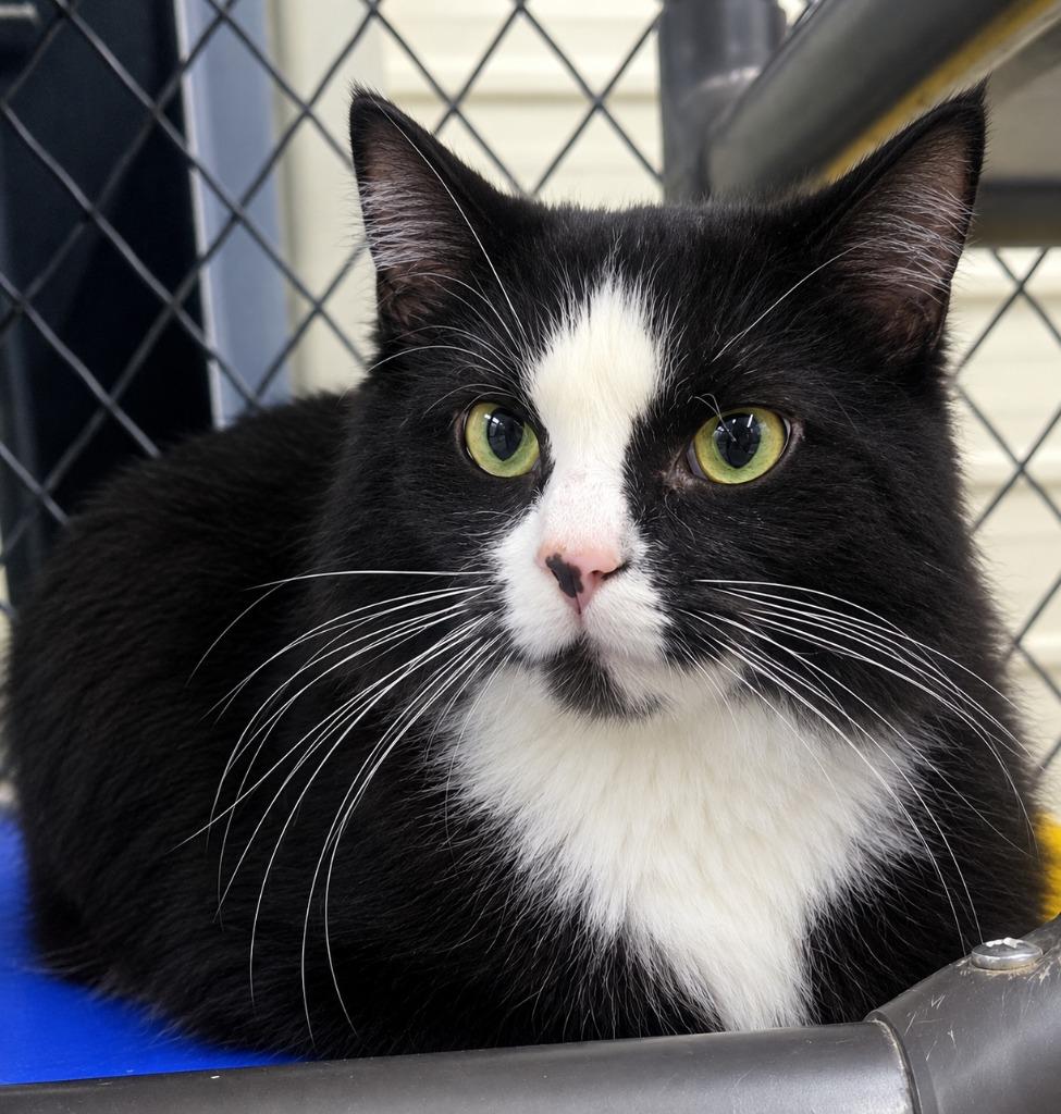 Fluffy, Adoptable, Adult Female Domestic Long Hair.