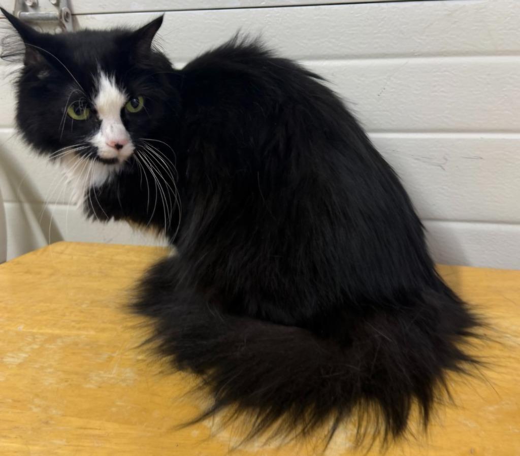 Enlarge Fluffy, a Adoptable mixed breed in Lagrange, IN image 2/2
